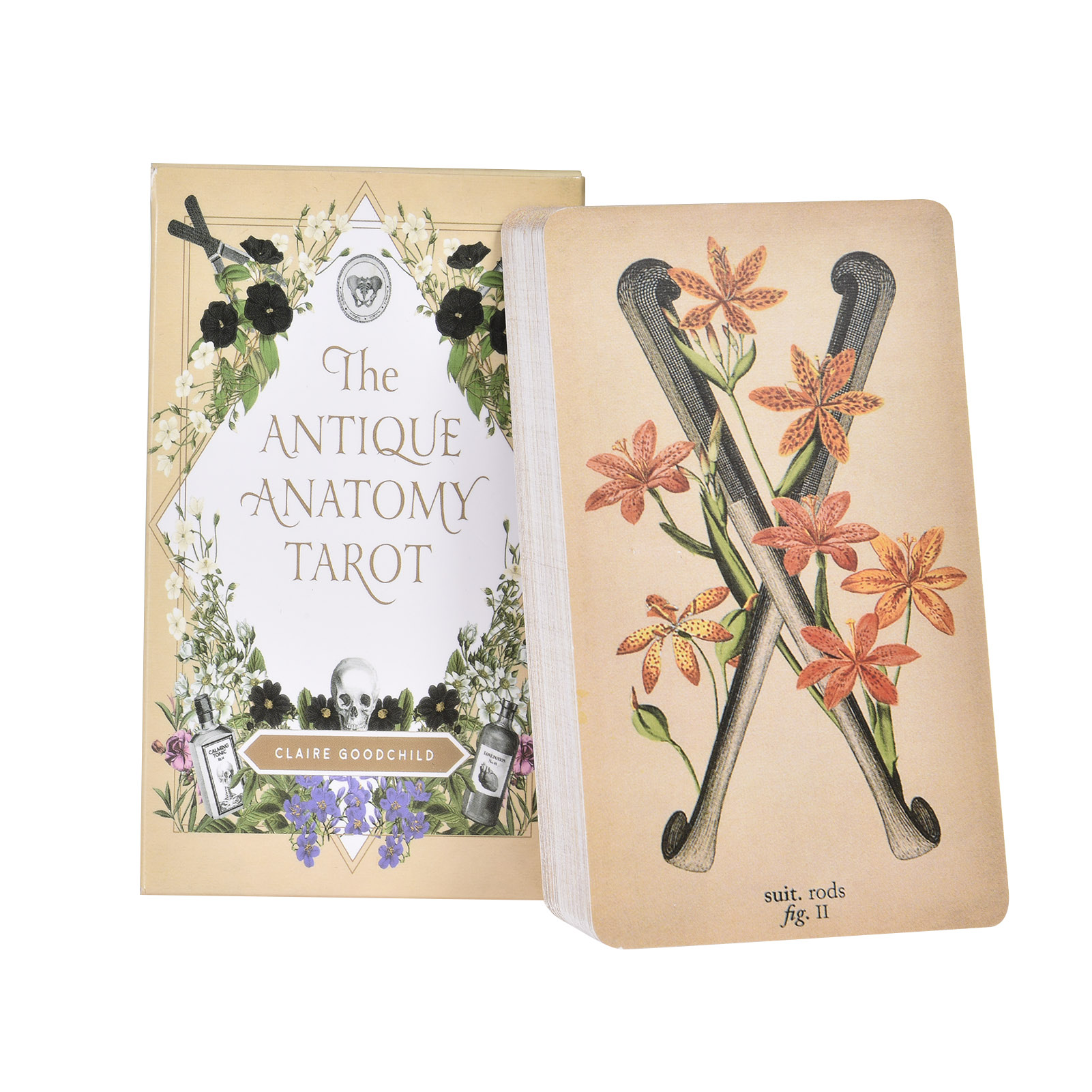 The Antique Anatomy Tarot Card - Tarot Cards Deck With Guidebook ulasan dan harga